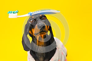 Dog, kid in pajamas with toothbrush on head, teaching puppy hygiene, oral cavity