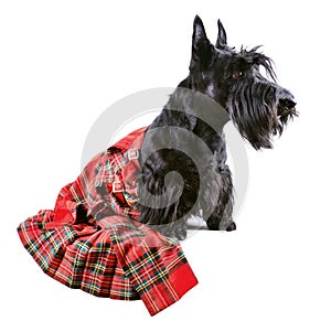 Dog in kilt