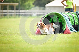 Dog-king charles spaniel in agility tunel. Amazing day on czech agility competition.