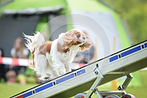 Dog, king charles spaniel in agility in zone.
