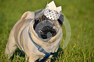 Dog-King. Young pug-dog.Young energetic dog on a walk. Sun. Funny face. How to protect your dog from overheating.