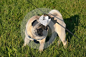 Dog-King. Young pug-dog.Young energetic dog on a walk. Sun. Funny face. How to protect your dog from overheating.