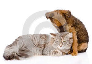 Dog kisses cat. isolated on white background