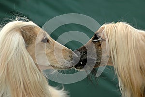 Dog kissing dog photo