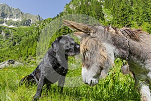 Dog kissing his donkey friend on forehead.