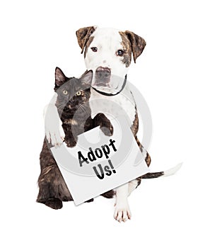 Dog and Kitten Adopt Us Sign