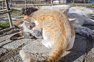 Dog and kitten playing outside in the yard.