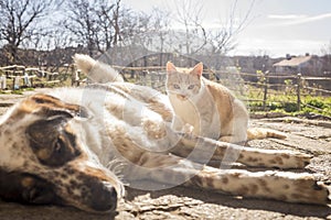 Dog and kitten playing outside in the yard.