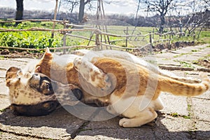 Dog and kitten playing together outside in the yard.