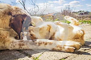 Dog and kitten playing together outside in the yard.