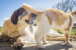 Dog and kitten playing together outside in the yard.