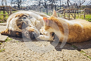 Dog and kitten playing together outside in the yard.