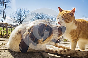 Dog and kitten playing together outside in the yard.