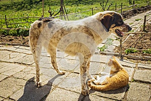 Dog and kitten playing together outside in the yard.