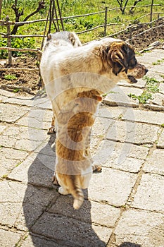 Dog and kitten playing together outside in the yard.