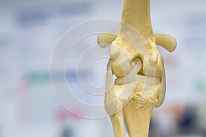 Dog knee joint mold back view, meniscus and cruciate ligament