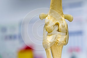 Dog knee joint mold back view, meniscus and cruciate ligament