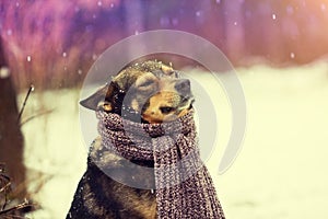 Dog with knitted scarf in winter forest