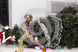 dog knocked over the Christmas tree, naughty puppy, merry Christmas. photo