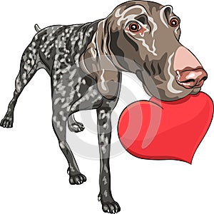 Dog Kurzhaar breed holding a red heart