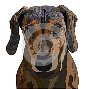Dog Kurzhaar isolated on a white background. Vector illustration
