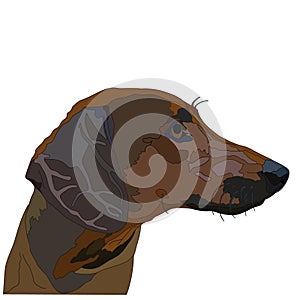 Dog Kurzhaar isolated on a white background. Vector illustration