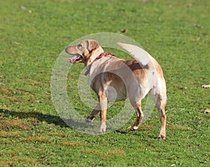 Dog / Labradoodl / Cross Labrador Poodl