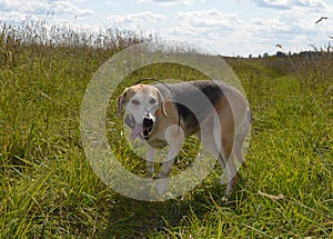 Dog, labrador, animal, pet, retriever, puppy, cute, yellow, canine, golden, grass, portrait, lab, mammal, nature, breed, labrador