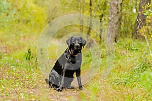 Dog, labrador, black, pet, loyalty, friendship, portrait, animal