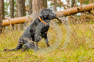 Dog, labrador, black, pet, loyalty, friendship, portrait, animal