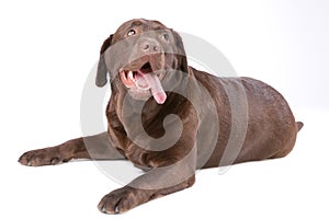Dog labrador brown on white background