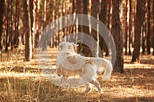 The dog is a labrador in the forest. Friendly dog.