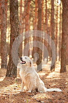 The dog is a labrador in the forest. Friendly dog.