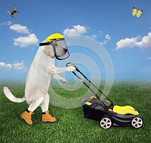 Dog labrador in helmet mowing lawn
