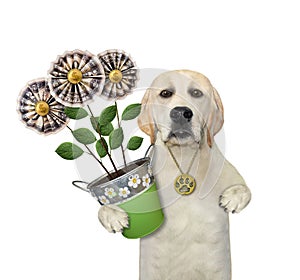 Dog labrador holding money flowers 2