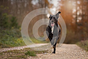 Dog, Labrador mix running jumps on a dirt road in autumn forest