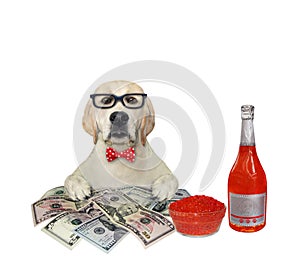 Dog labrador near money and champagne