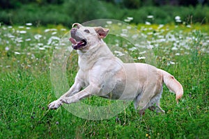 Dog Labrador ran across the field.