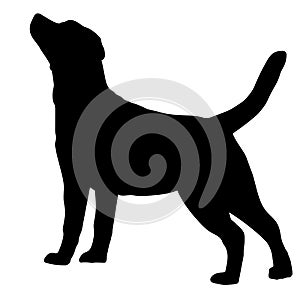 Dog Labrador Retriever breed. Silhouette