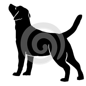 Dog Labrador Retriever breed. Silhouette photo