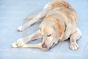Dog labrador retriever chew rawhide bone photo