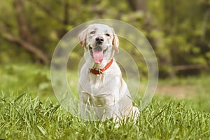 dog labrador retriever fawn color in nature