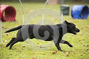 Dog, Labrador Retriever, running in agility hooper competition