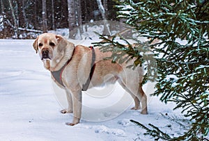Dog Labrador retriever stands on the snow behind a fir tree