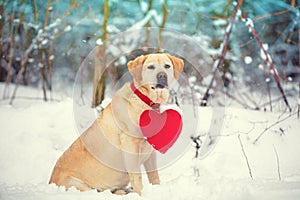 Dog Labrador retriever with a toy heart