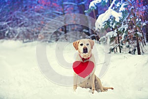 Dog Labrador retriever with a toy heart