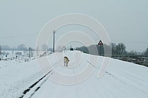 A dog Labrador retriever walking on the snowy road in winter. Snowy and foggy landscape