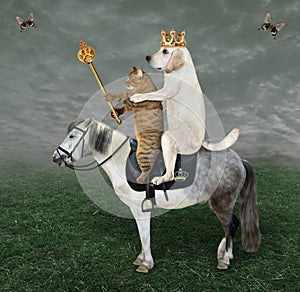 Dog labrador with scepter rides horse 2