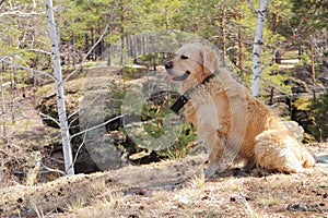 dog labrodor breed sitting in the autumn forest