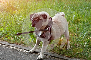 Dog lagging behind refuses to walk and drags leash in opposite way